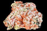 Bright Orange Crocoite Crystal Cluster with Gibbsite - Tasmania #103818-1